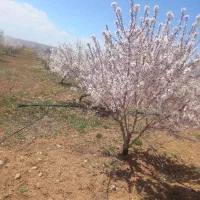 هرس و سم پاشی درختان