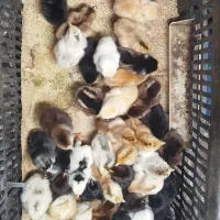 جوجه محلی و گلین|حیوانات مزرعه|آزادشهر, |دیوار