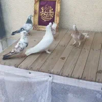 کفتر  آبادان شازده|پرنده|قم, انصار‌الحسین|دیوار