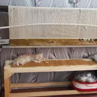 نیازمند یه نفر بافنده تابلو فرش هستم