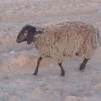 بره نر