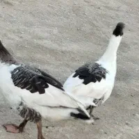 غاز