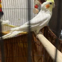 عروس هلندی بالغ و سرحال