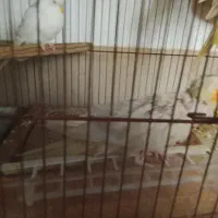 فروش عروس هلندیو کوتوله برزیلی|پرنده|شیراز, جوادیه|دیوار