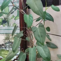 گل فیلودندرون بالارونده|گل و گیاه طبیعی|ملایر, |دیوار