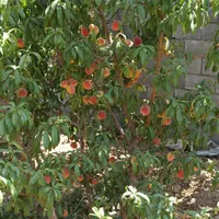 فروش چهار دیواری صحرا انقلاب بعد از انرژی اتمی|فروش زمین و ملک کلنگی|اصفهان, قهاب جنوبی|دیوار