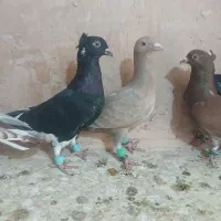 کفتر پرشی|پرنده|سبزوار, شرق کال شمالی|دیوار