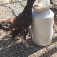 جوجه‌لاری‌۵ونیم‌ماهه