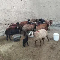 میش آبستن افشاری