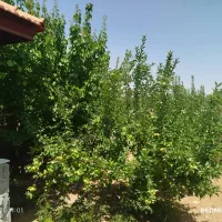باغشهر پردیس یک دالین.هماشهر|فروش زمین و ملک کلنگی|شیراز, ارم|دیوار
