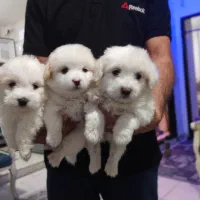 شیتزو مالتیز مالتیز کراس فنجونی 200 گرمی عروسک