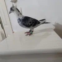 قره آلمانی نر درجه یک|پرنده|تربت‌حیدریه, رضاشهر|دیوار