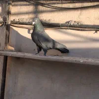 فروشی|پرنده|محمدشهر, ولدآباد بزرگ|دیوار