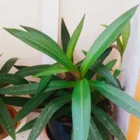 مرجان شاخ گوزنی|ماهی|سرپل ذهاب, |دیوار