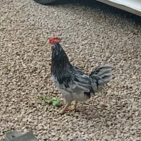 خروس گلین ابپخش