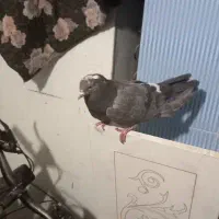 کبوتر اصفهانی شکار