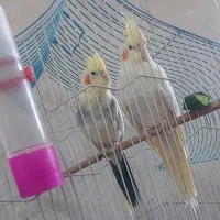 عروس هلندی