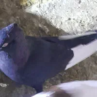 کفتر قره سینه نر