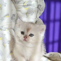 بریتیش شورت هیر