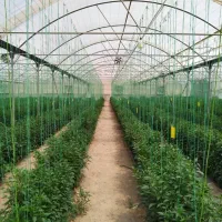 6000متر گلخانه
