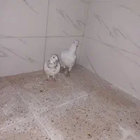 کبوتر