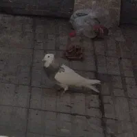 سلام خدمت‌عشق بازان‌عزیزاین‌طوقیم‌‌..۲۰‌روزرفته‌|پرنده|ملایر, |دیوار