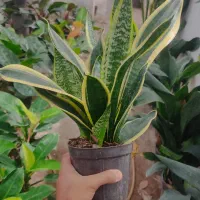 گلسرای بهشت  (گل های با کیفیت)