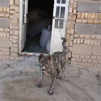 سگ اصیل|سگ|گل تپه, |دیوار