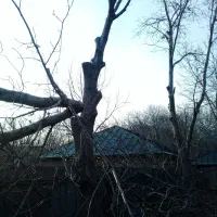 هرس .قطع درخت .خریدچوب|خدمات باغبانی و درختکاری|دماوند, دماوند|دیوار