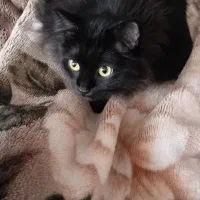 لیا خانوم|گربه|قم, قلعه یزدیها|دیوار