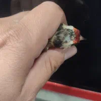 سهره سر سیاه استان فارسی|پرنده|شیراز, کوشک میدان|دیوار