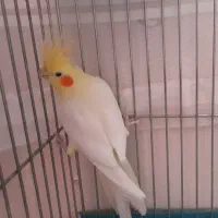 چهار عدد عروس هلندی|پرنده|هشتگرد, قاسم آباد بزرگ|دیوار