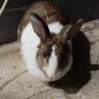 خرگوش باهوش