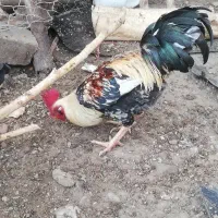 خروس بزرگ دونه ای 700