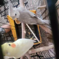 عروس هلندی بالغ