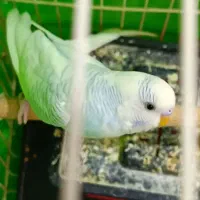 مرغ عشق نر آلبینو