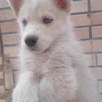 فروش فوری سگ هاسکی