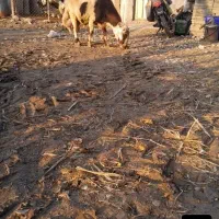 گوسفندقوچ پلنگی اصل|حیوانات مزرعه|سرخنکلاته, |دیوار