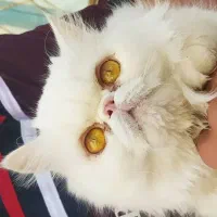 پرشین ماده عقیم شده
