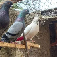 کبوتر ماده کله دم سبز|پرنده|رشت, فرزانه|دیوار