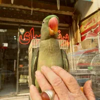 جوجه شاه طوطی نر چیکو سخنگو رام دستی شاه تخم سلامت|پرنده|تهران, سلسبیل شمالی|دیوار