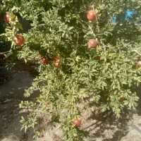 شراکت نهال کاری