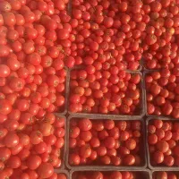 حراج گوجه ربی