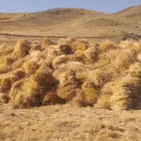 زمین-کشاورزی