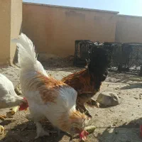 مرغ و خروس|حیوانات مزرعه|قم, پردیسان|دیوار