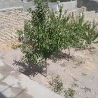 فروشی|فروش خانه و ویلا|قره پشتلو, |دیوار