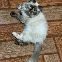 بچه گربه هیمالین