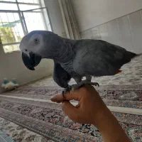 کاسکو سخنگو رام (اقساطی)