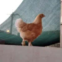 تخم مرغ برهما