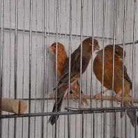 قناری سرخ سوپر.دارچینی|پرنده|شیراز, سینما سعدی|دیوار